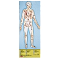 Мега-пазл "Будова людини", 100 елементів Melissa&Doug (MD445) Melissa & Doug