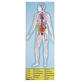 Мега-пазл "Будова людини", 100 елементів Melissa&Doug (MD445) Melissa & Doug