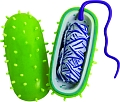 Біологічні моделі &quot;Бактерія&quot; COG (E2371BA) Melissa & Doug